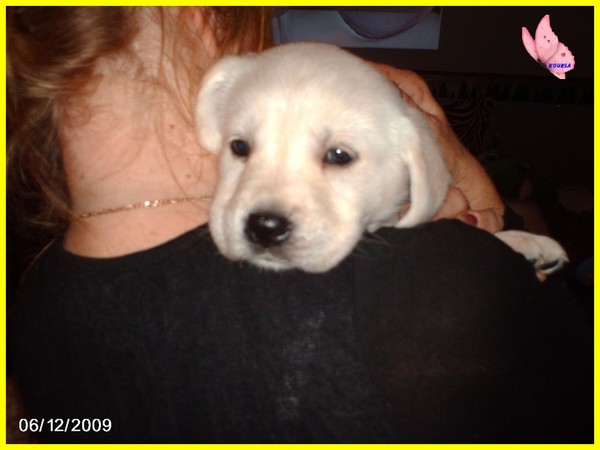 NOISETTE. BB.GOLDEN/LABRADORE