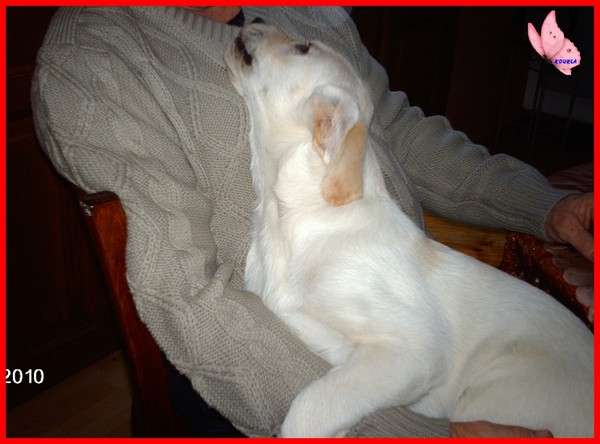 NOISETTE. BB.GOLDEN/LABRADORE