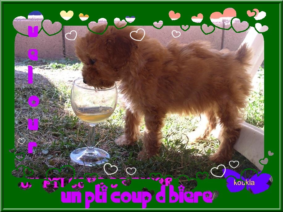 velours notre petit caniche dcd