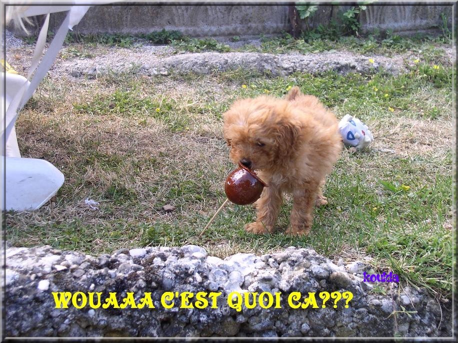 velours notre petit caniche dcd